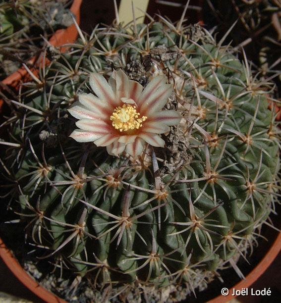 Echinofossulocactus obvallatus ex sp fl. blanc-crème strié JLcoll.1362